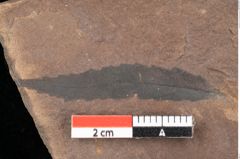 Foto (Detailsansicht) von Quercus palaeoilex Ettingshausen (NHMW-GEO-2024-0188-0836)